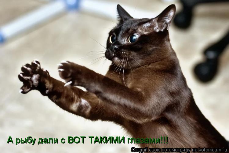Котоматрица: А рыбу дали с ВОТ ТАКИМИ глазами!!!