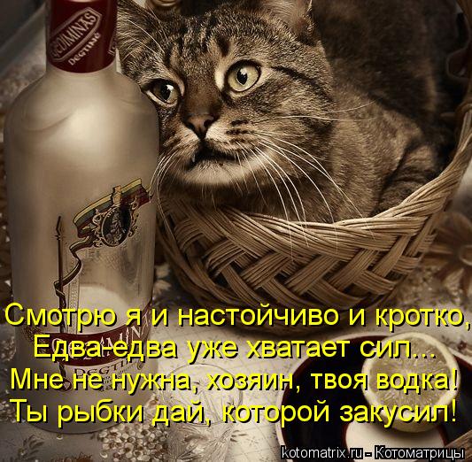 Смотрю я и настойчиво и кротко, Едва-едва уже хватает сил... Мне не нужна, хозяин, твоя водка! Ты рыб... Котоматрица: Смотрю я и настойчиво и кротко, Едва-едва уже хватает сил... Мне не нужна, хозяин, твоя водка! Ты рыбки дай, которой закусил!
