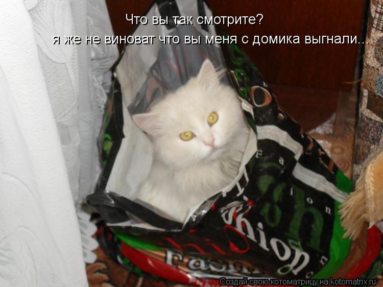 Котоматрица: Что вы так смотрите?  Что вы так смотрите?  я же не виноват что вы меня с домика выгнали...