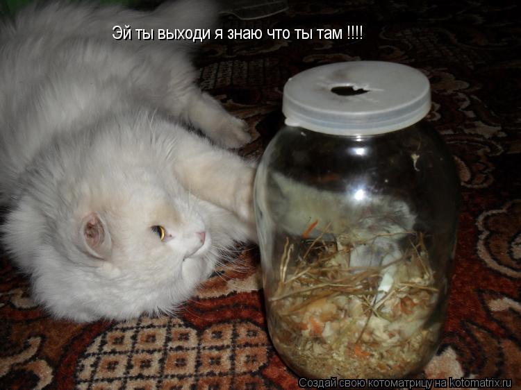 Котоматрица: Эй ты выходи я знаю что ты там !!!!