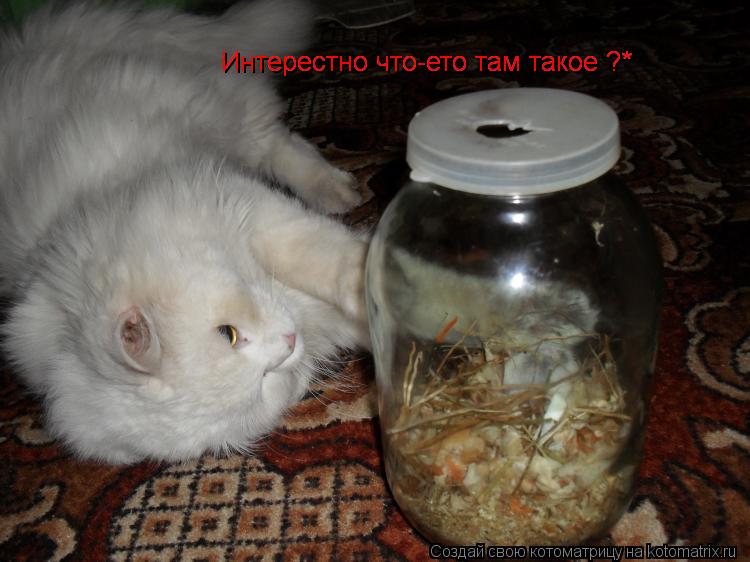 Котоматрица: Интерестно что-ето там такое ?* Интерестно что-ето там такое ?*