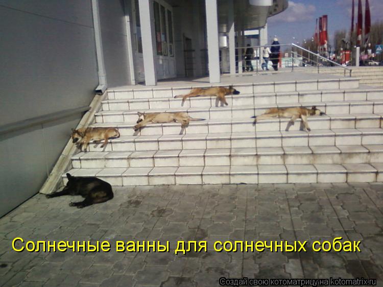 Котоматрица: Солнечные ванны для солнечных собак