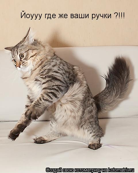 Котоматрица: Йоууу где же ваши ручки ?!!!