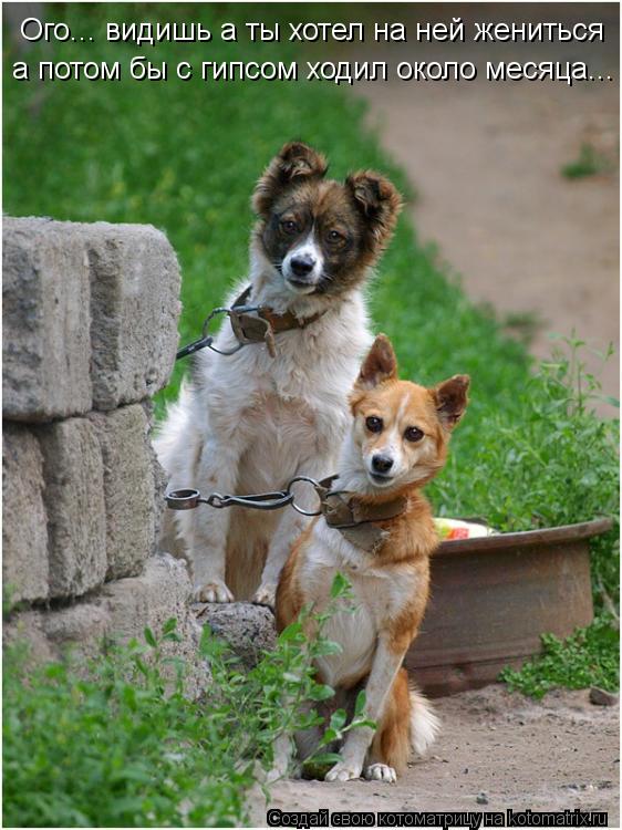 Котоматрица: Ого... видишь а ты хотел на ней жениться  а потом бы с гипсом ходил около месяца...