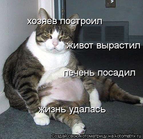 Котоматрица: хозяев построил живот вырастил печень посадил жизнь удалась