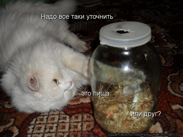 Котоматрица: это пища или друг? Надо все таки уточнить