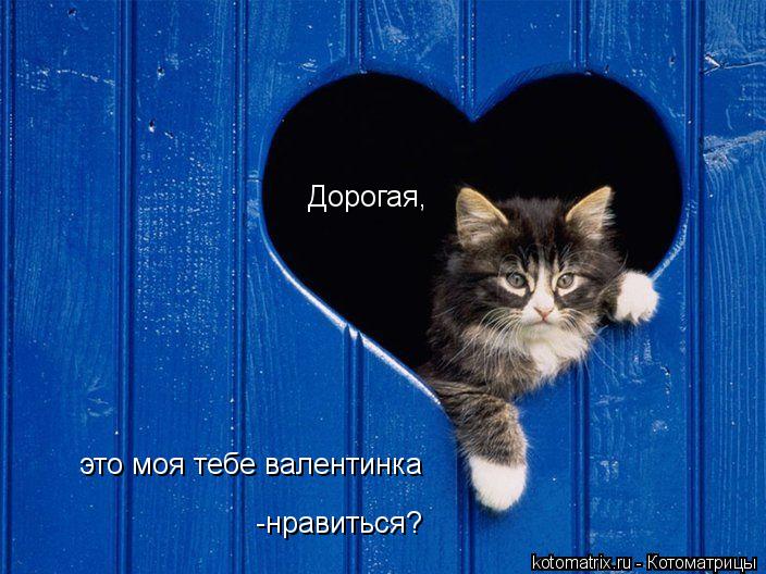 Котоматрица: Дорогая, это моя тебе валентинка -нравиться?
