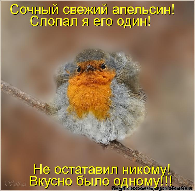 Котоматрица: Слопал я его один! Не остатавил никому! Вкусно было одному!!! Сочный свежий апельсин!