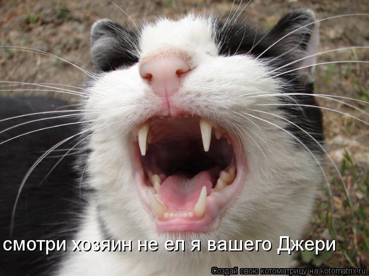 Котоматрица: смотри хозяин не ел я вашего Джери