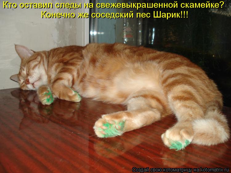 Котоматрица: Кто оставил следы на свежевыкрашенной скамейке? Конечно же соседский пес Шарик!!!