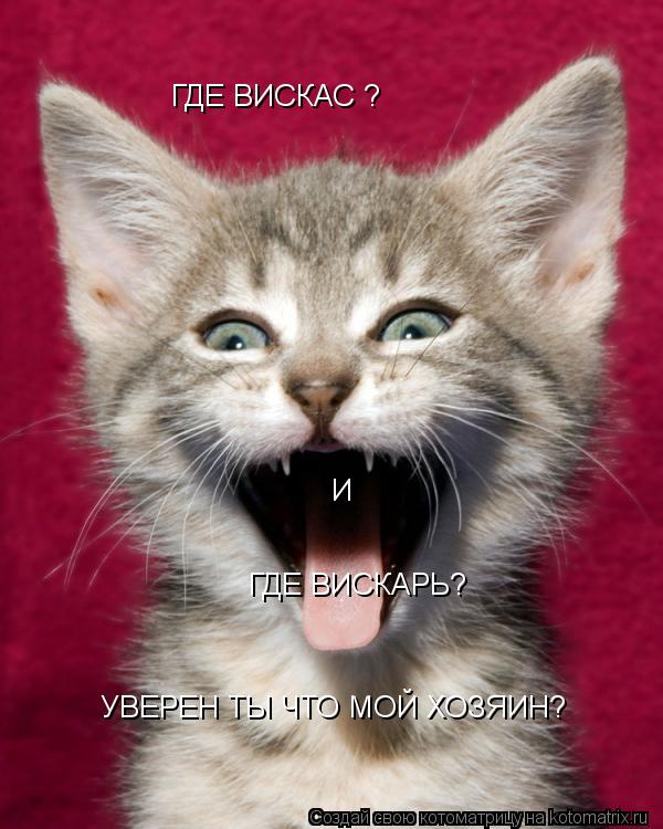 Котоматрица: ГДЕ ВИСКАС ? И УВЕРЕН ТЫ ЧТО МОЙ ХОЗЯИН? ГДЕ ВИСКАРЬ?