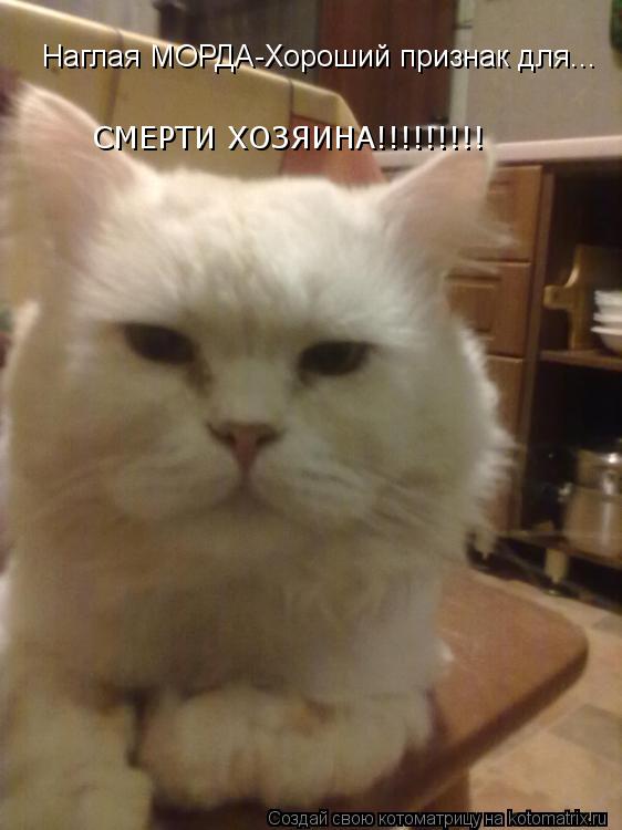 Котоматрица: Наглая МОРДА-Хороший признак для... СМЕРТИ ХОЗЯИНА!!!!!!!!!