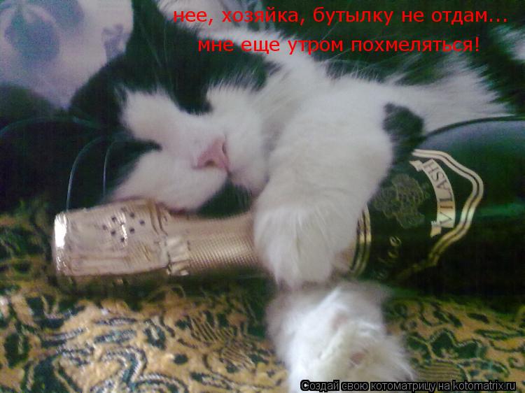 Котоматрица: нее, хозяйка, бутылку не отдам... мне еще утром похмеляться!