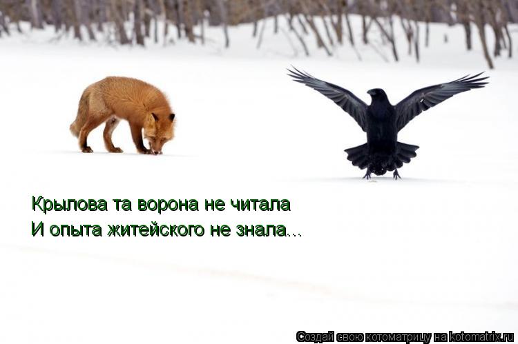 Котоматрица: Крылова та ворона не читала И опыта житейского не знала...