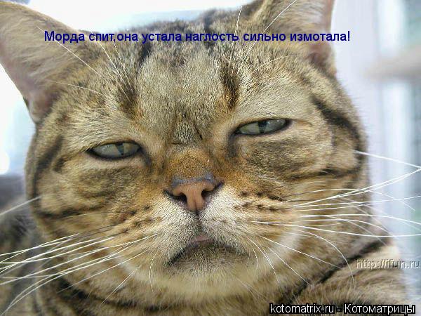 Котоматрица: Морда спит,она устала Морда спит,она устала наглость сильно измотала!