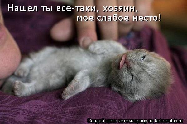 Котоматрица: Нашел ты все-таки, хозяин, мое слабое место!