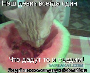 Котоматрица: Наш девиз всегда один... Что дадут то и съедим!