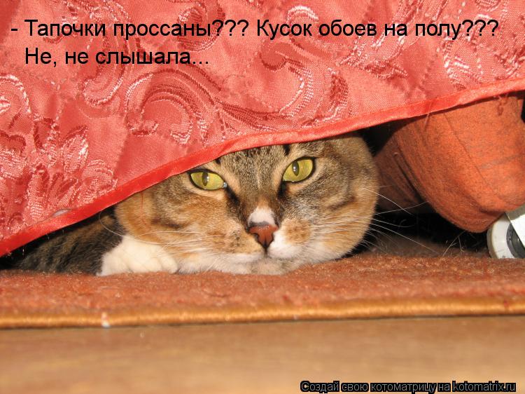 Котоматрица: - Тапочки проссаны??? Кусок обоев на полу??? - Тапочки проссаны??? Кусок обоев на полу??? Не, не слышала...