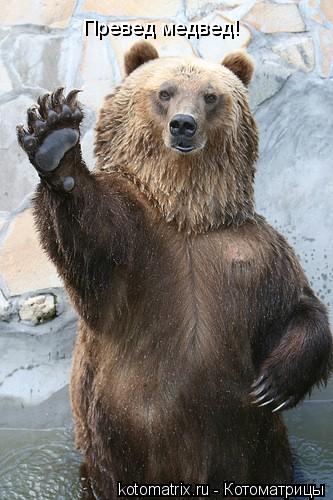 Котоматрица: Превед медвед!