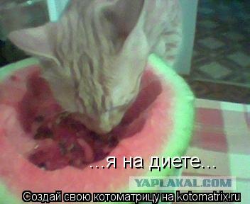 Котоматрица: ...я на диете...