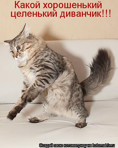 Котоматрица: Какой хорошенький  целенький диванчик!!!