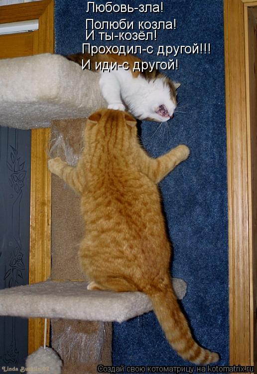Котоматрица: Любовь-зла! Полюби козла! И ты-козёл! Проходил-с другой!!! И иди-с другой!