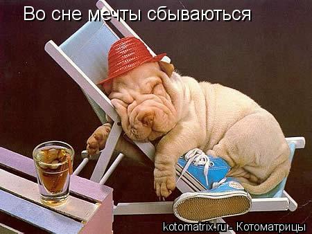 Котоматрица: Во сне мечты сбываються