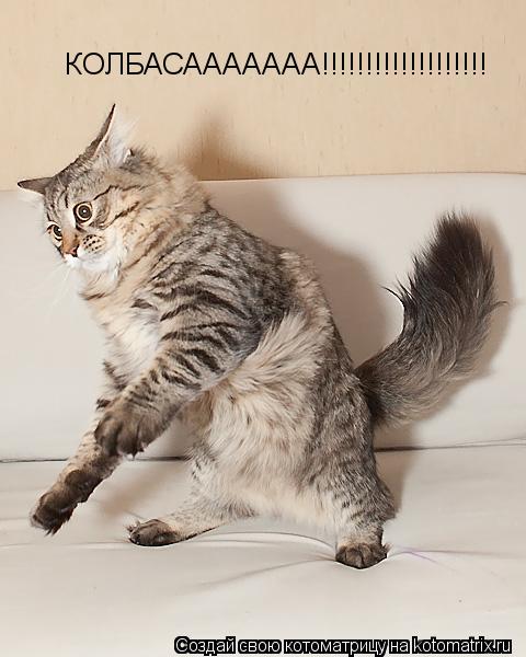 Котоматрица: КОЛБАСААААААА!!!!!!!!!!!!!!!!!!!