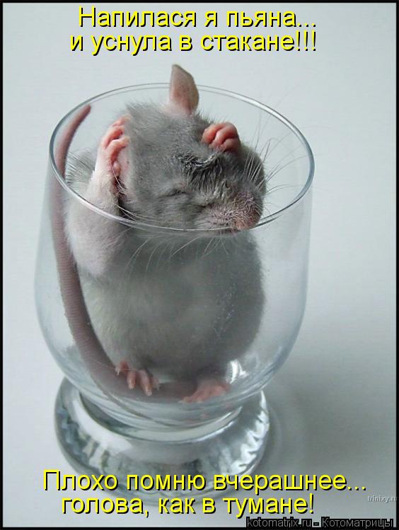 Котоматрица: Напилася я пьяна... Плохо помню вчерашнее... голова, как в тумане! и уснула в стакане!!!