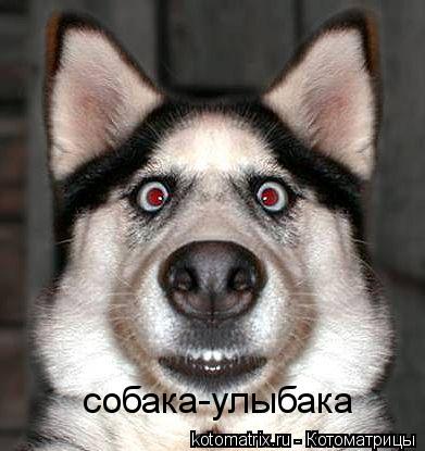 Котоматрица: собака-улыбака