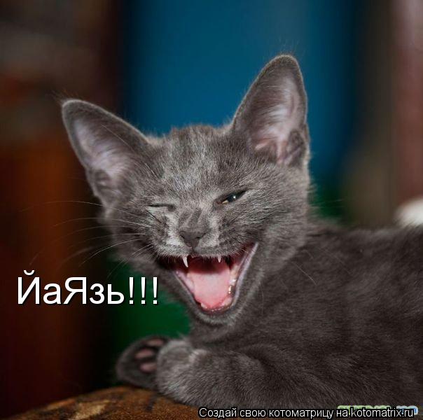 Котоматрица: ЙаЯзь!!!
