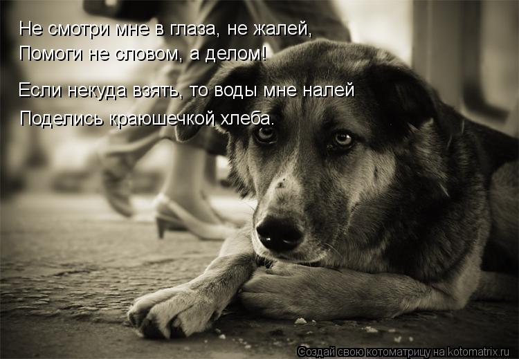 Котоматрица: Не смотри мне в глаза, не жалей, Помоги не словом, а делом!  Поделись краюшечкой хлеба. Если некуда взять, то воды мне налей