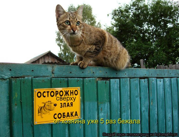 Котоматрица: сверху от хозяина уже 5 раз бежала