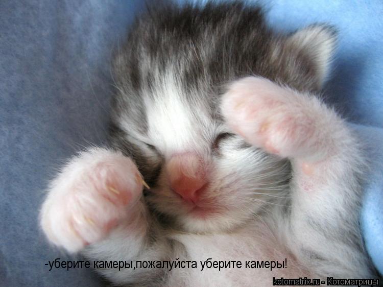 Котоматрица: -уберите камеры,пожалуйста уберите камеры!
