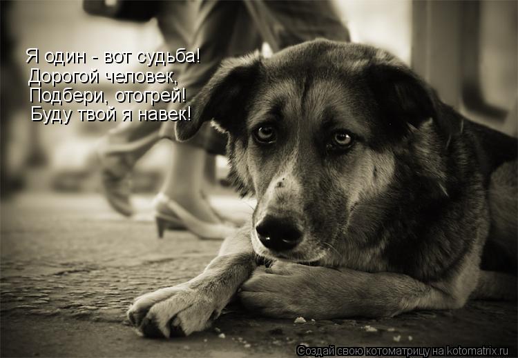 Котоматрица: Я один - вот судьба! Дорогой человек, Подбери, отогрей! Буду твой я навек!