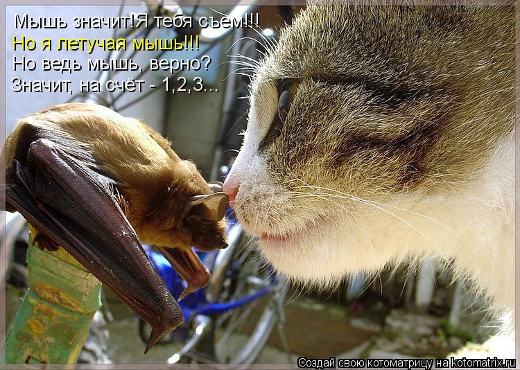 Котоматрица: Мышь значит!Я тебя съем!!! Но я летучая мышь!!! Но ведь мышь, верно? Значит, на счёт - 1,2,3...