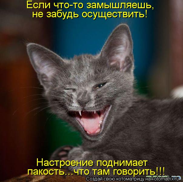 Котоматрица: Если что-то замышляешь, не забудь осуществить! Настроение поднимает пакость...что там говорить!!!