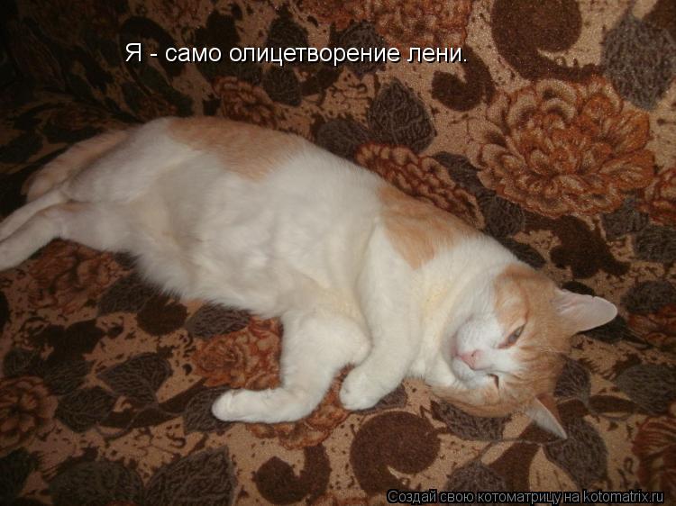 Котоматрица: Я - само олицетворение лени.