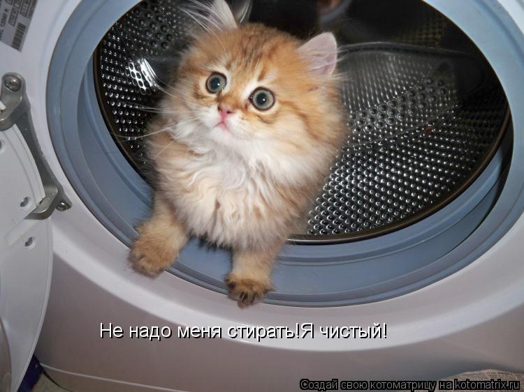 Котоматрица: Не надо меня стирать!Я чистый!