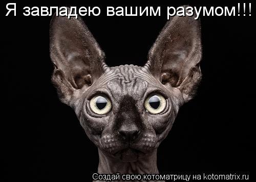Котоматрица: Я завладею вашим разумом!!!