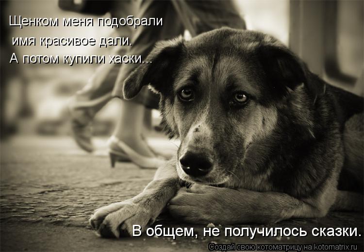Щенком меня подобрали имя красивое дали. А потом купили хаски... В общем, не получилось сказки.... Котоматрица: Щенком меня подобрали имя красивое дали. А потом купили хаски... В общем, не получилось сказки.