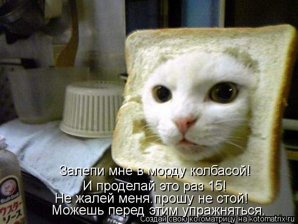 Котоматрица: Залепи мне в морду колбасой! И проделай это раз 15! Не жалей меня.прошу не стой! Можешь перед этим упражняться.