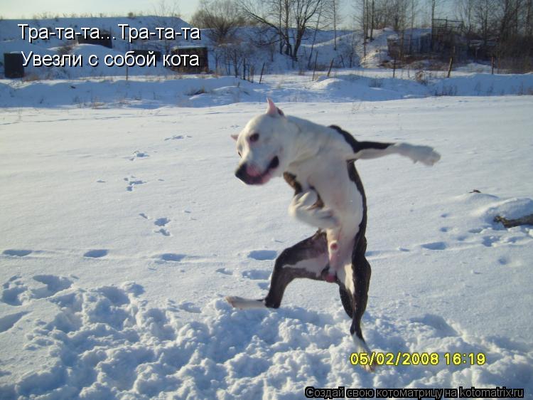 Котоматрица: Тра-та-та...Тра-та-та Увезли с собой кота