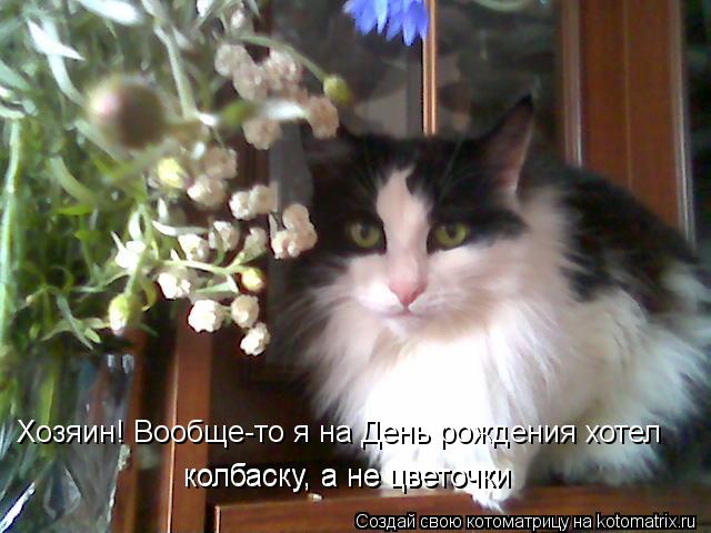Котоматрица: Хозяин! Вообще-то я на День рождения хотел  колбаску, а не цветочки колбаску, а не цветочки