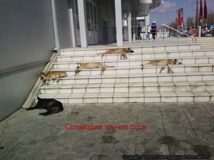 Котоматрица: Созвездие гончих псов