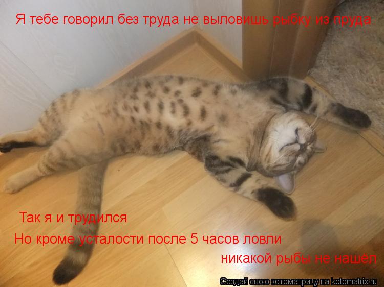 Котоматрица: Я тебе говорил без труда не выловишь рыбку из пруда Так я и трудился Так я и трудился Но кроме усталости после 5 часов ловли  никакой рыбы не 