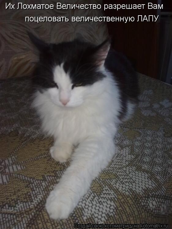 Котоматрица: Их Лохматое Величество разрешает Вам  поцеловать величественную ЛАПУ
