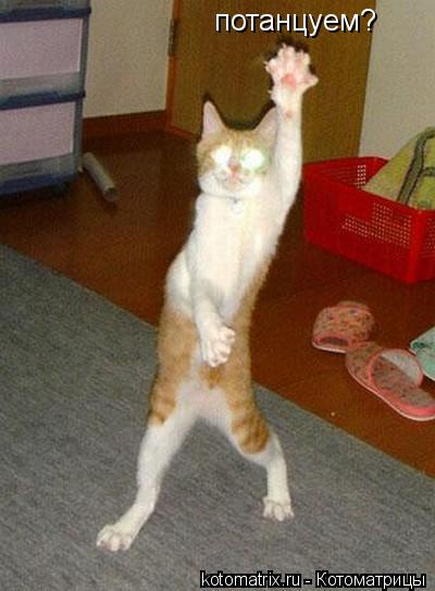 Котоматрица: потанцуем?