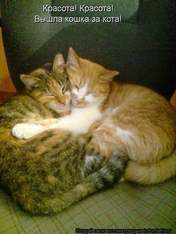 Котоматрица: Красота! Красота! Вышла кошка за кота!
