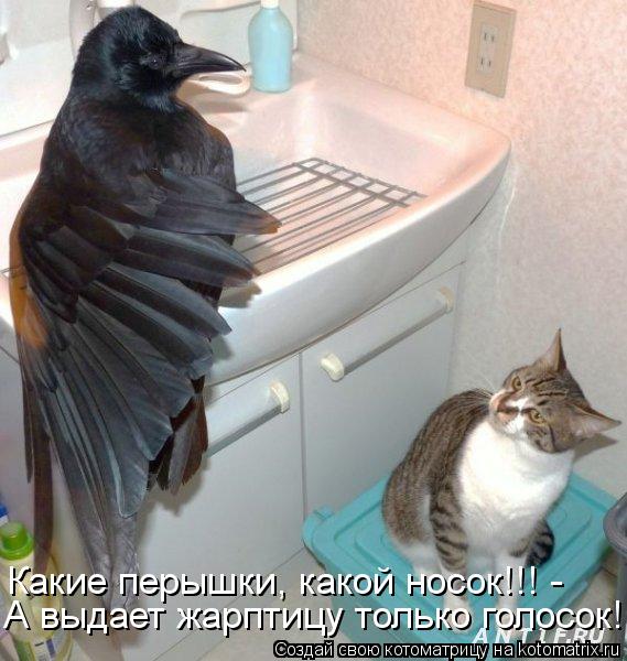 Котоматрица: А выдает жарптицу только голосок! Какие перышки, какой носок!!! -